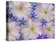 Montage of Cherry Blossoms and Blue Flowers-Don Paulson-Premier Image Canvas