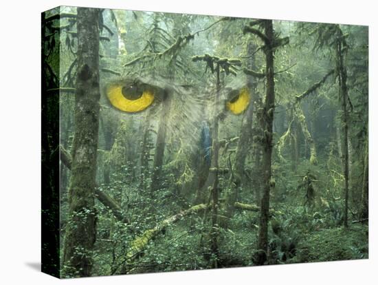 Montage, Owl, Forest, Oregon, USA-Nancy Rotenberg-Premier Image Canvas