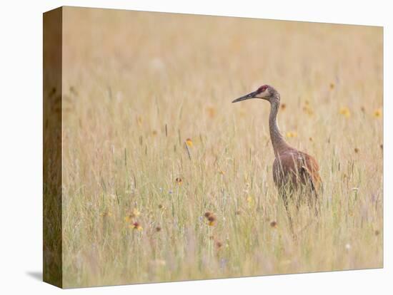 Montana, a Sandhill Crane Walks Through a Meadow of Wildflowers-Elizabeth Boehm-Premier Image Canvas