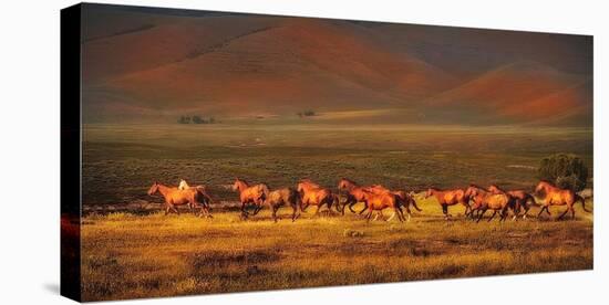 Montana Dreaming-Lisa Dearing-Stretched Canvas