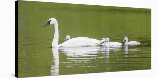 Montana, Elk Lake, a Trumpeter Swan Adult Swims with Four of it's Cygnets-Elizabeth Boehm-Premier Image Canvas