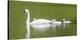 Montana, Elk Lake, a Trumpeter Swan Adult Swims with Four of it's Cygnets-Elizabeth Boehm-Premier Image Canvas