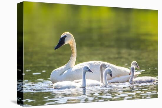 Montana, Elk Lake, a Trumpeter Swan Swims with Five of Her Cygnets-Elizabeth Boehm-Premier Image Canvas