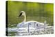 Montana, Elk Lake, a Trumpeter Swan Swims with Five of Her Cygnets-Elizabeth Boehm-Premier Image Canvas