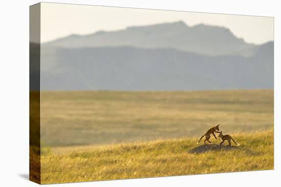 Montana Fox Kits-Jason Savage-Stretched Canvas