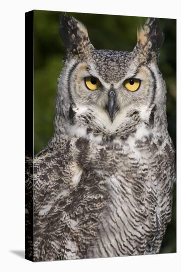 Montana Great Horned Owl Adult-null-Premier Image Canvas