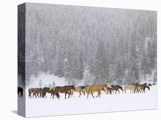 Montana Horses-Jason Savage-Stretched Canvas