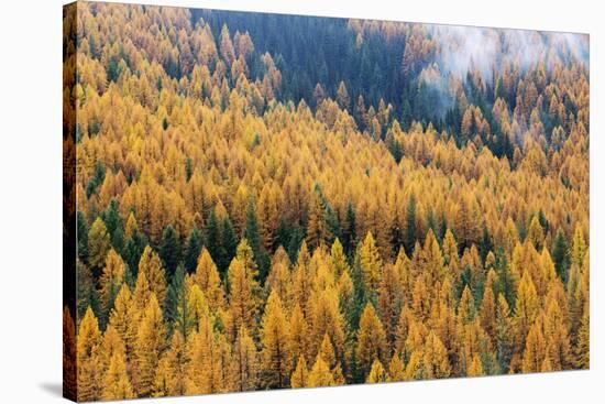 Montana, Lolo National Forest, golden larch trees in fog-Jamie & Judy Wild-Premier Image Canvas