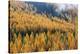 Montana, Lolo National Forest, golden larch trees in fog-Jamie & Judy Wild-Premier Image Canvas