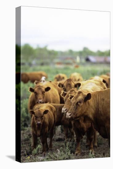 Montana Ranch with Cows-Jason Savage-Stretched Canvas