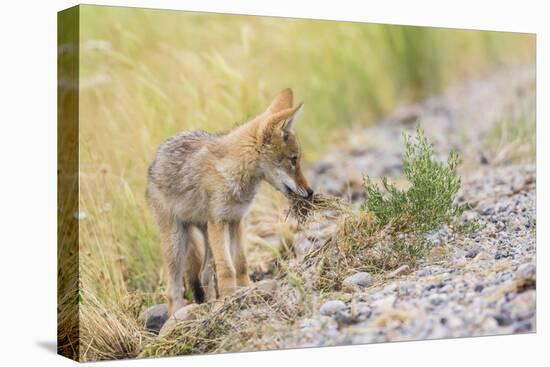 Montana, Red Rock Lakes National Wildlife Refuge, a Coyote Pup Holds a Clump of Grass in it's Mouth-Elizabeth Boehm-Premier Image Canvas