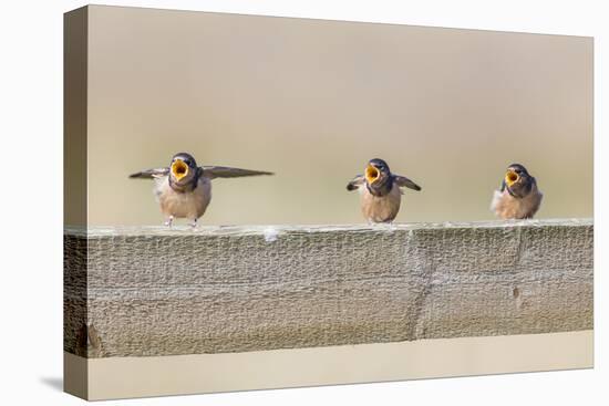 Montana, Red Rock Lakes NWR, Barn Swallow Fledglings Begging for Food-Elizabeth Boehm-Premier Image Canvas