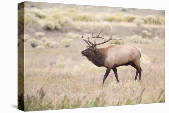 Montana, Yellowstone National Park, Bull Elk Bugling in Rabbitbrush Meadow-Elizabeth Boehm-Premier Image Canvas
