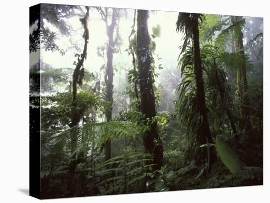 Monteverde Cloud Forest, Costa Rica-Stuart Westmoreland-Premier Image Canvas