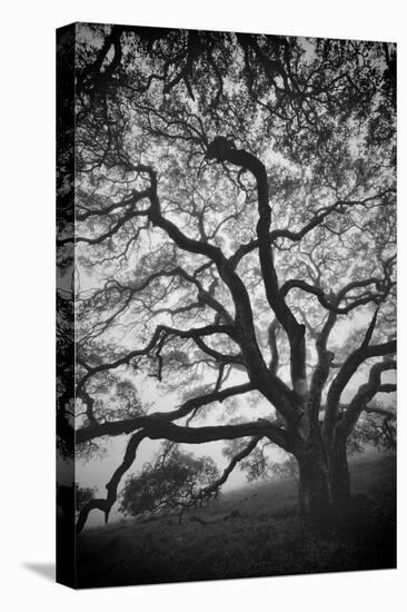 Mood Tree, Oak in Winter in Black and White, Sonoma Country, North California-Vincent James-Premier Image Canvas