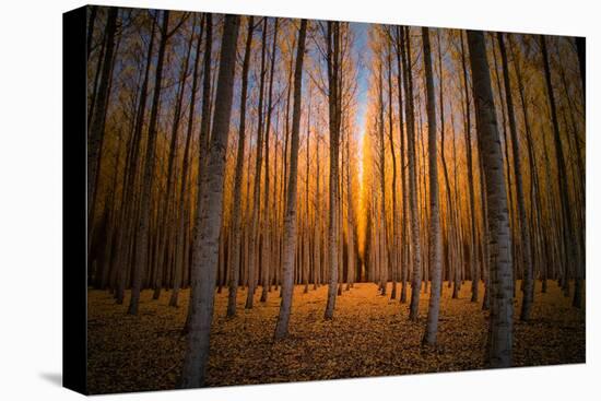 Moody Autumn Tree World, Northern Oregon, Boardman-Vincent James-Premier Image Canvas