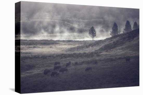 Moody Bison Landscape, Yellowstone-Vincent James-Premier Image Canvas