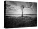 Moody Marsh Tree in Black and White, Central California-null-Premier Image Canvas