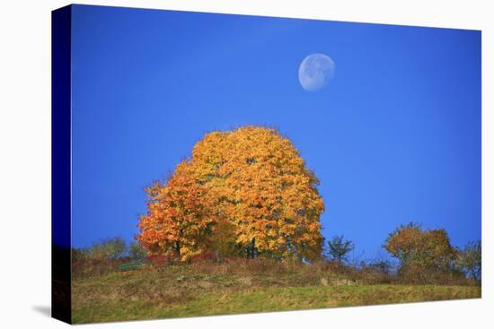 Moon About a Radiant Yellow Tinted Maple Tree-Uwe Steffens-Premier Image Canvas