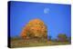 Moon About a Radiant Yellow Tinted Maple Tree-Uwe Steffens-Premier Image Canvas