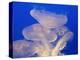 Moon jellies-Hal Beral-Premier Image Canvas