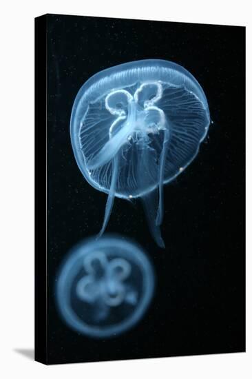 Moon Jellyfish (Aurelia Aurita) in an Aquarium.-wrangel-Premier Image Canvas