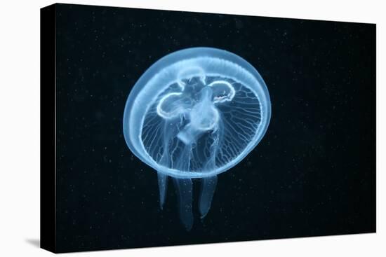 Moon Jellyfish (Aurelia Aurita) in an Aquarium.-wrangel-Premier Image Canvas