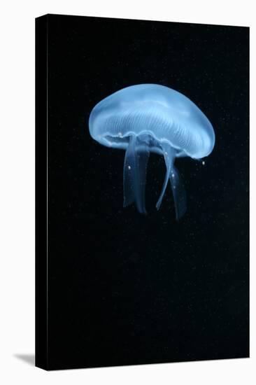 Moon Jellyfish (Aurelia Aurita) in an Aquarium.-wrangel-Premier Image Canvas