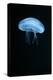 Moon Jellyfish (Aurelia Aurita) in an Aquarium.-wrangel-Premier Image Canvas