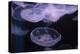 Moon Jellyfish, Aurelia Aurita-steffstarr-Premier Image Canvas