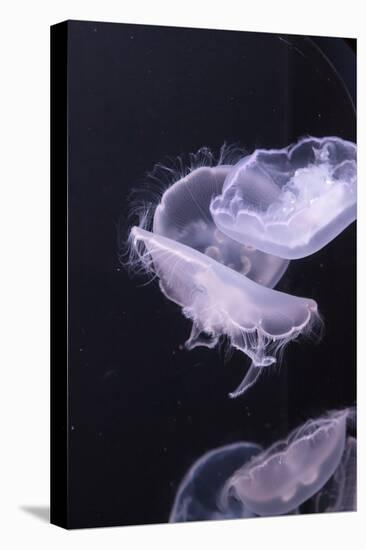 Moon Jellyfish, Aurelia Aurita-steffstarr-Premier Image Canvas