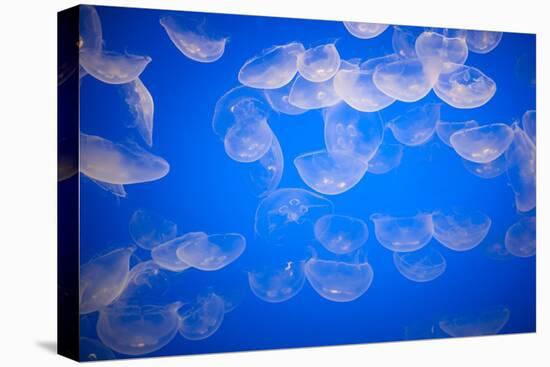 Moon Jellyfish-Richard T. Nowitz-Premier Image Canvas