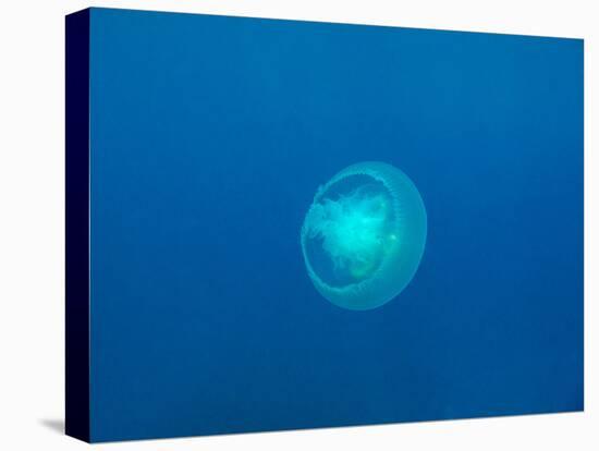 Moon Jellyfish-tonguy324-Premier Image Canvas