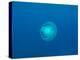 Moon Jellyfish-tonguy324-Premier Image Canvas