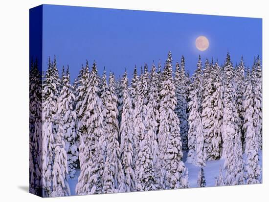 Moon Over Snow-Covered Trees-Cindy Kassab-Premier Image Canvas