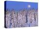 Moon Over Snow-Covered Trees-Cindy Kassab-Premier Image Canvas