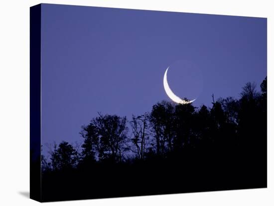 Moon Over the Forest-null-Premier Image Canvas