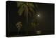 Moon over the Horizon Off the Isle of Youth, Cuba. Coconut Palms Illuminated in the Foreground-James White-Premier Image Canvas