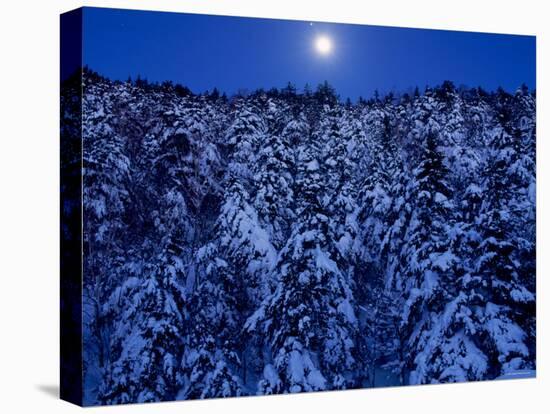 Moon Over the Winter Forest-null-Premier Image Canvas