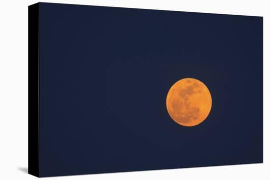 Moon Rise of the Super Moon, Savannah, Georgia, USA-Joanne Wells-Premier Image Canvas