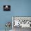 Moondance-Kirk Reinert-Premier Image Canvas displayed on a wall