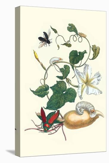 Moonflower with Giant Metallic Ceiba Borer and a Horned Passalus Beetle-Maria Sibylla Merian-Stretched Canvas