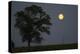 Moonrise Lone Tree-Robert Goldwitz-Premier Image Canvas