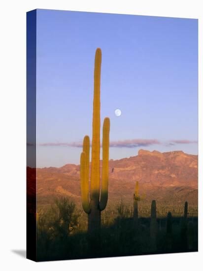 Moonrise Over Saguaro Cactus and Ajo Mountains, Organ Pipe National Monument, Arizona, USA-Scott T. Smith-Premier Image Canvas