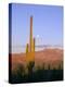 Moonrise Over Saguaro Cactus and Ajo Mountains, Organ Pipe National Monument, Arizona, USA-Scott T. Smith-Premier Image Canvas
