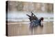 Moorhen on water in falling snow, UK-David Pike-Premier Image Canvas