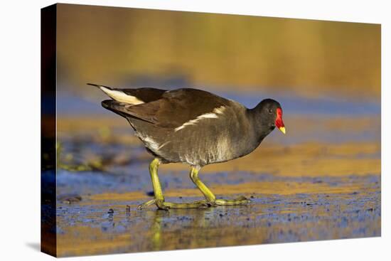 Moorhen Walking on Thin Ice in Early Morning-null-Premier Image Canvas