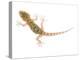 Moorish Gecko Juvenile, Spain-Niall Benvie-Premier Image Canvas