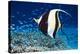 Moorish Idol-Georgette Douwma-Premier Image Canvas