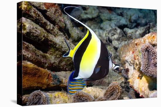 Moorish Idol-Georgette Douwma-Premier Image Canvas